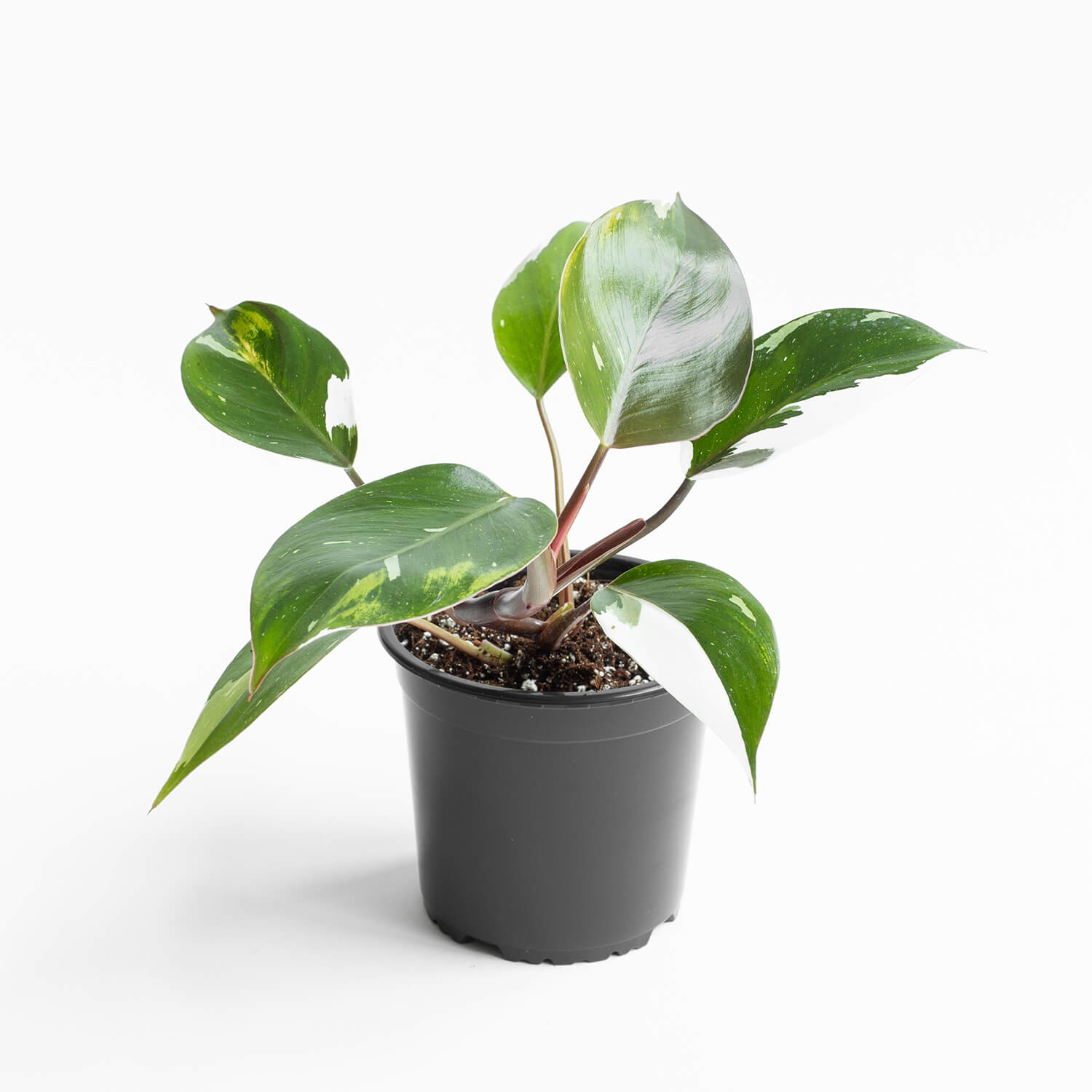 Filodendro White Knight – L