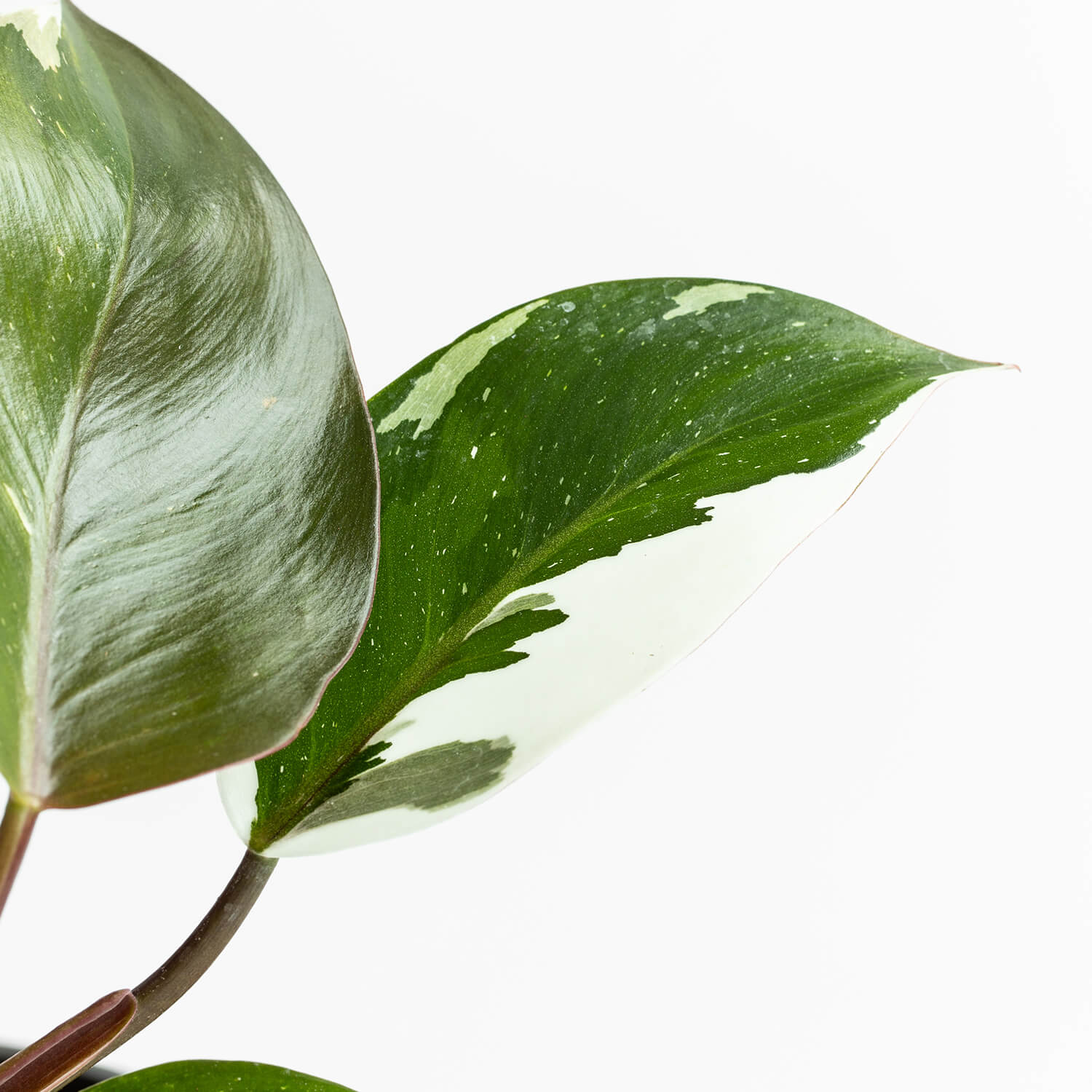 Filodendro White Knight – L