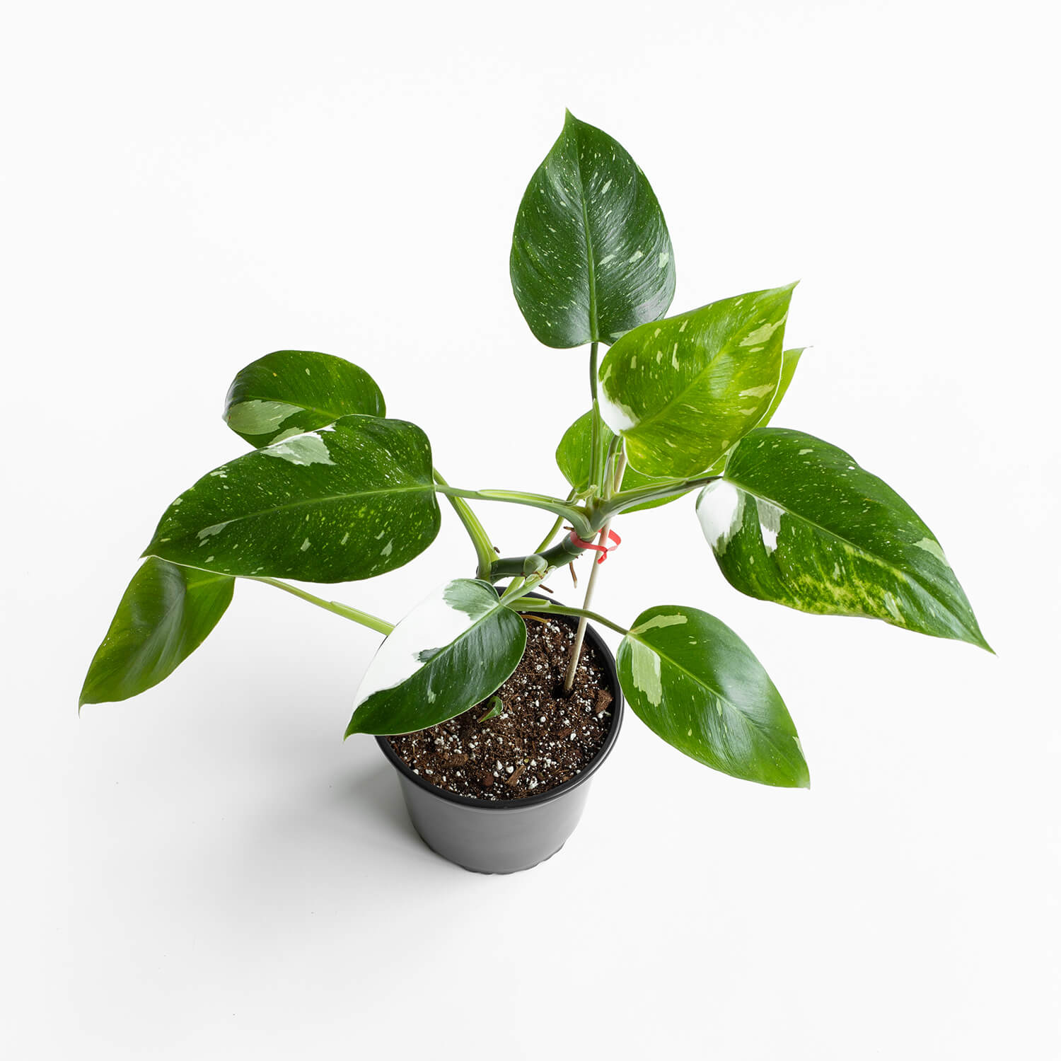 Filodendro White Wizard – L