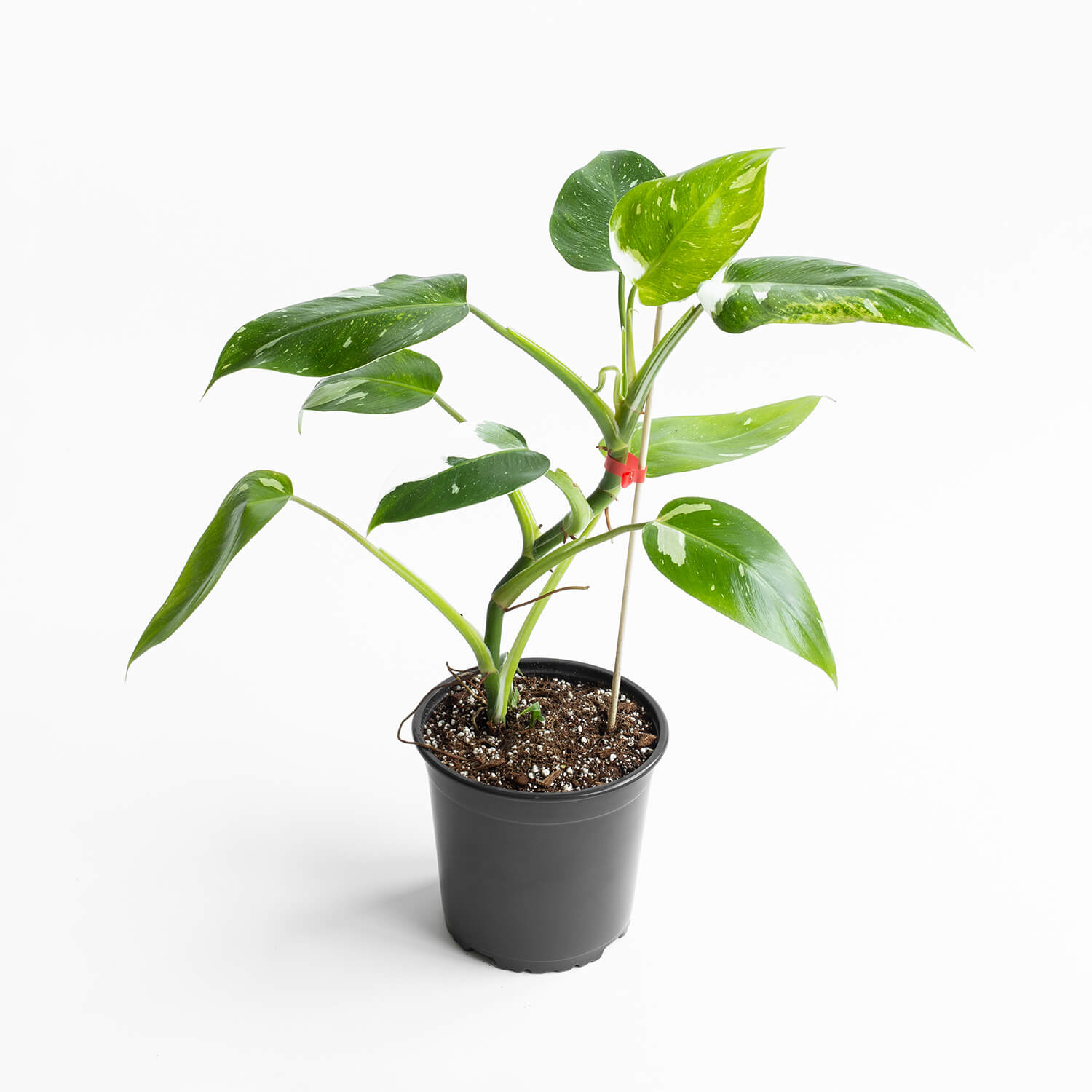 filodendro-white-wizard-l-002