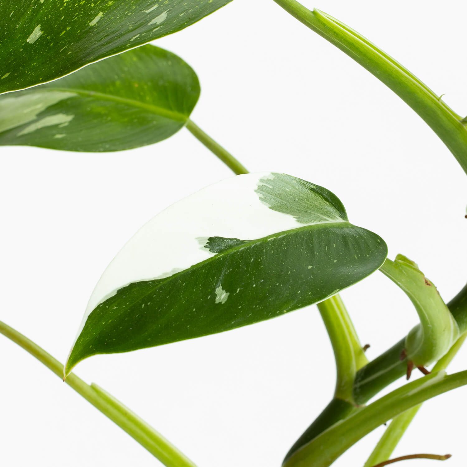 Filodendro White Wizard – L