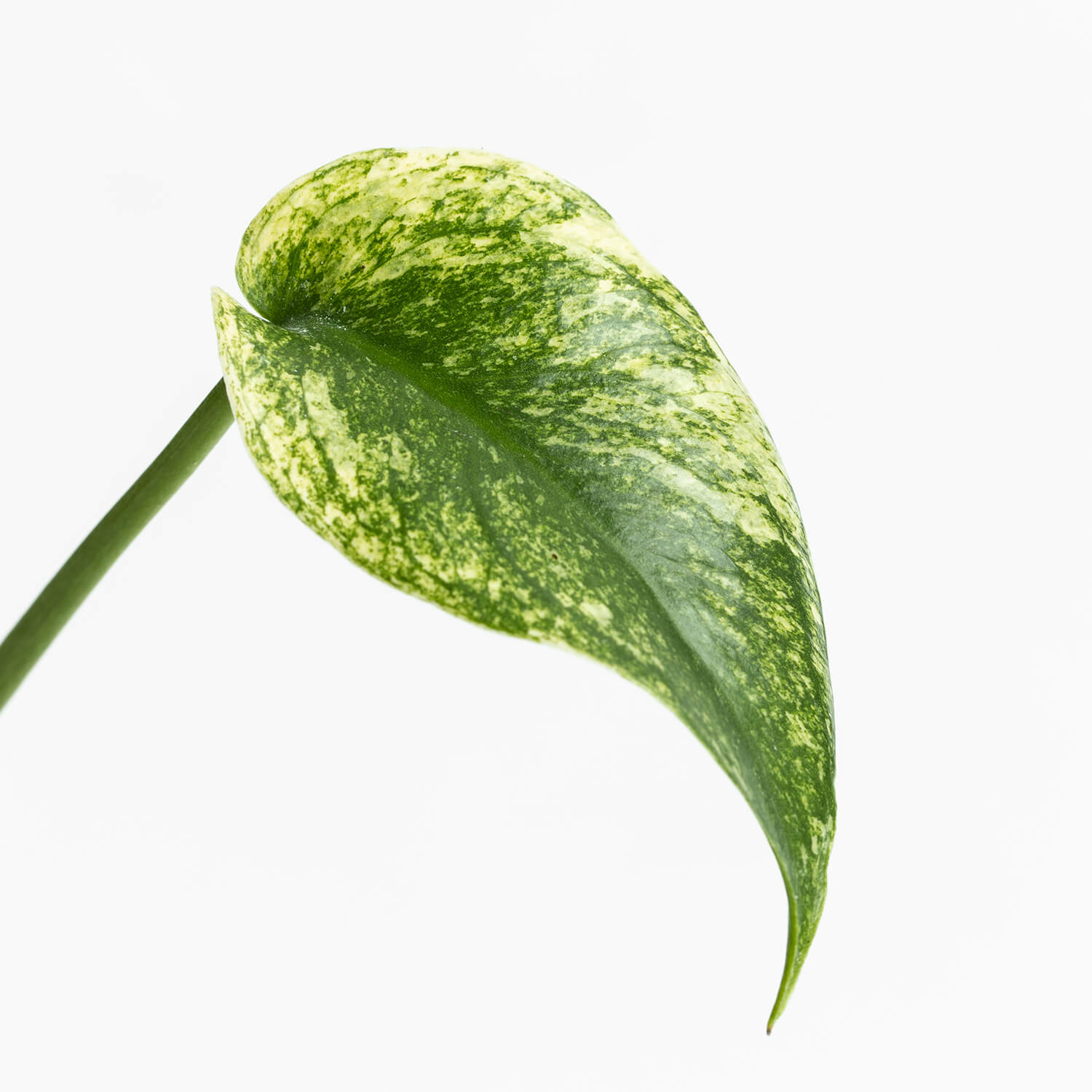 Monstera Deliciosa Mint