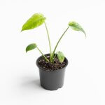Monstera Deliciosa Mint