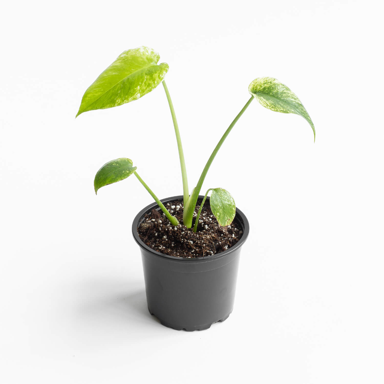 Monstera Deliciosa Mint