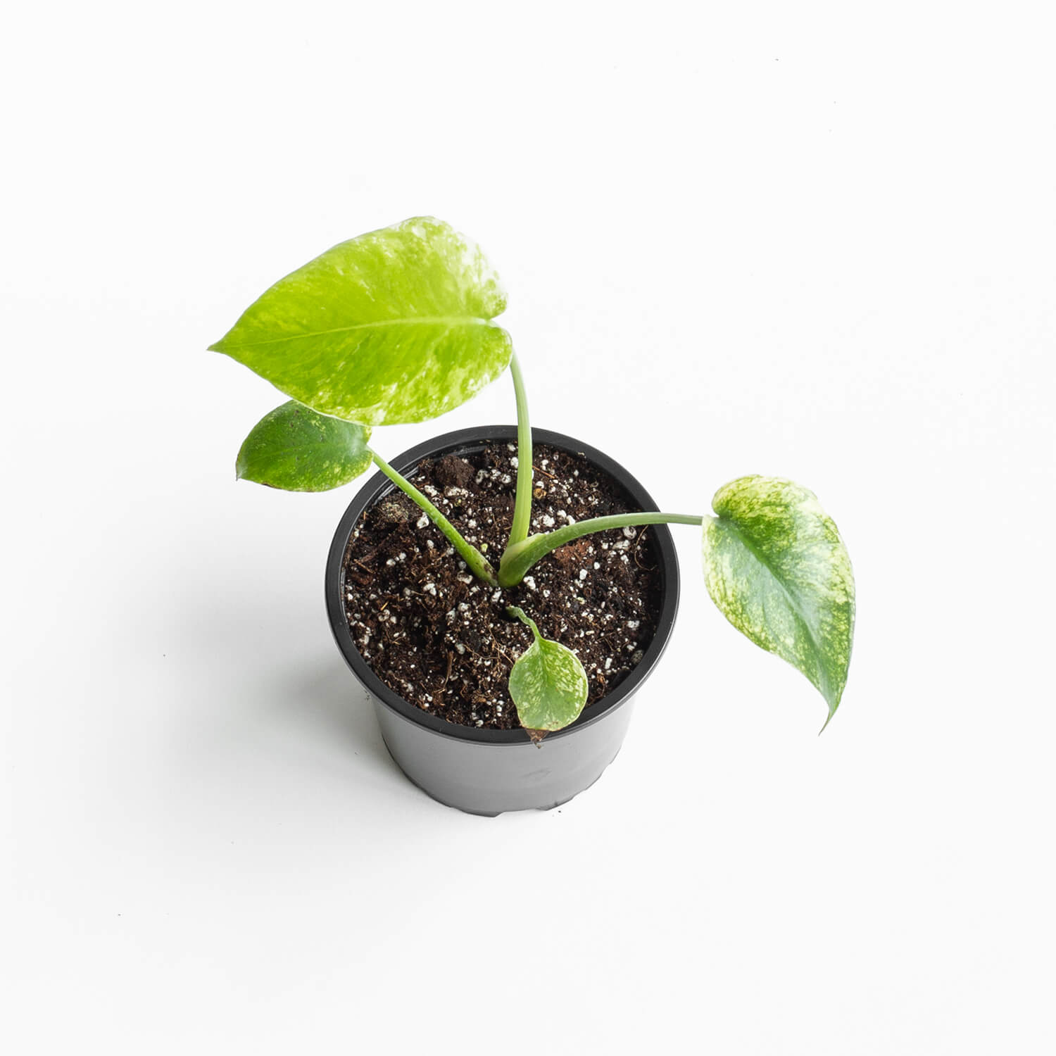 monstera-deliciosa-mint-003