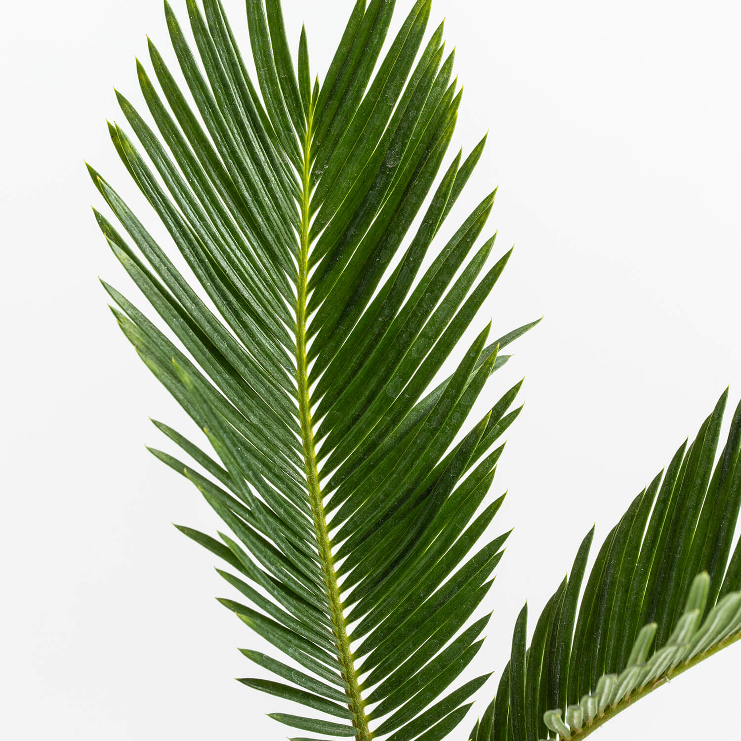 Palmera Cyca – S
