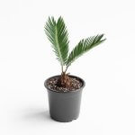 Palmera Cyca – S