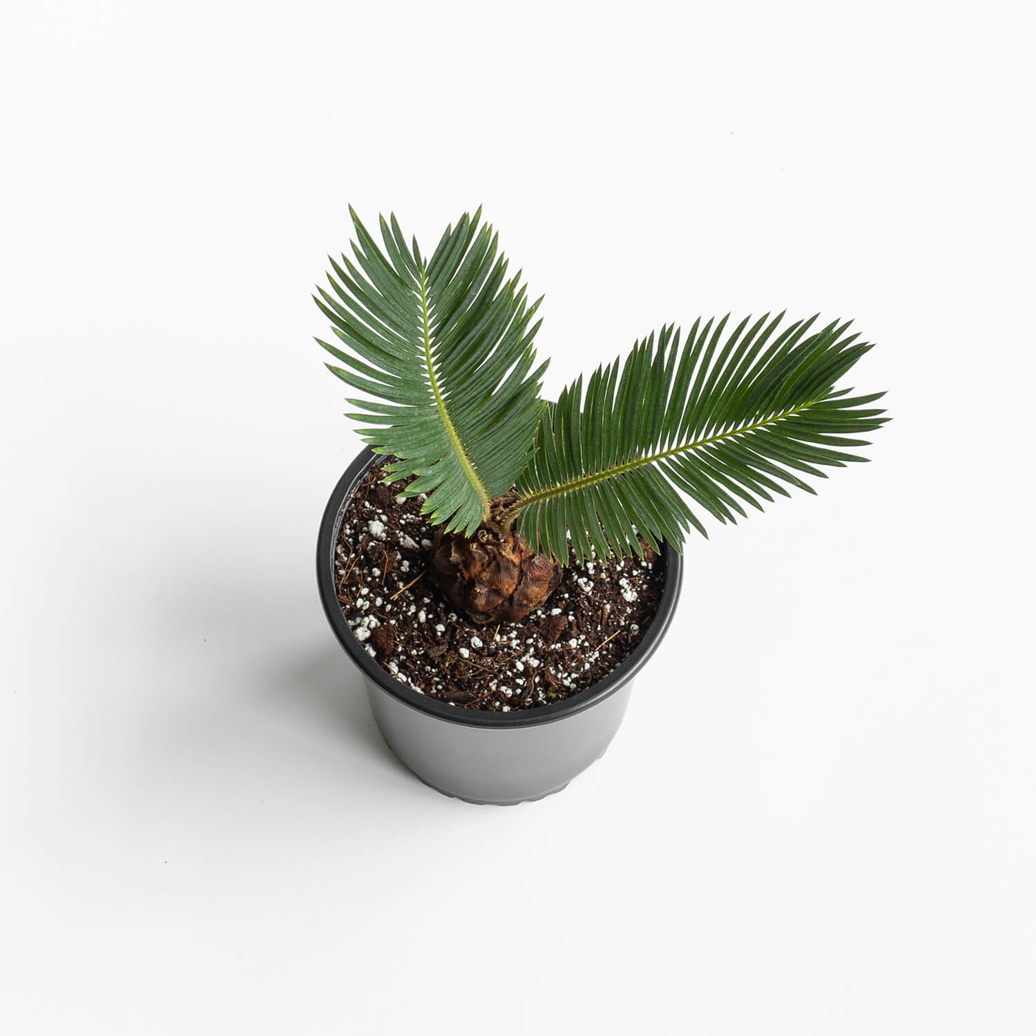 palmera-cyca-s-003