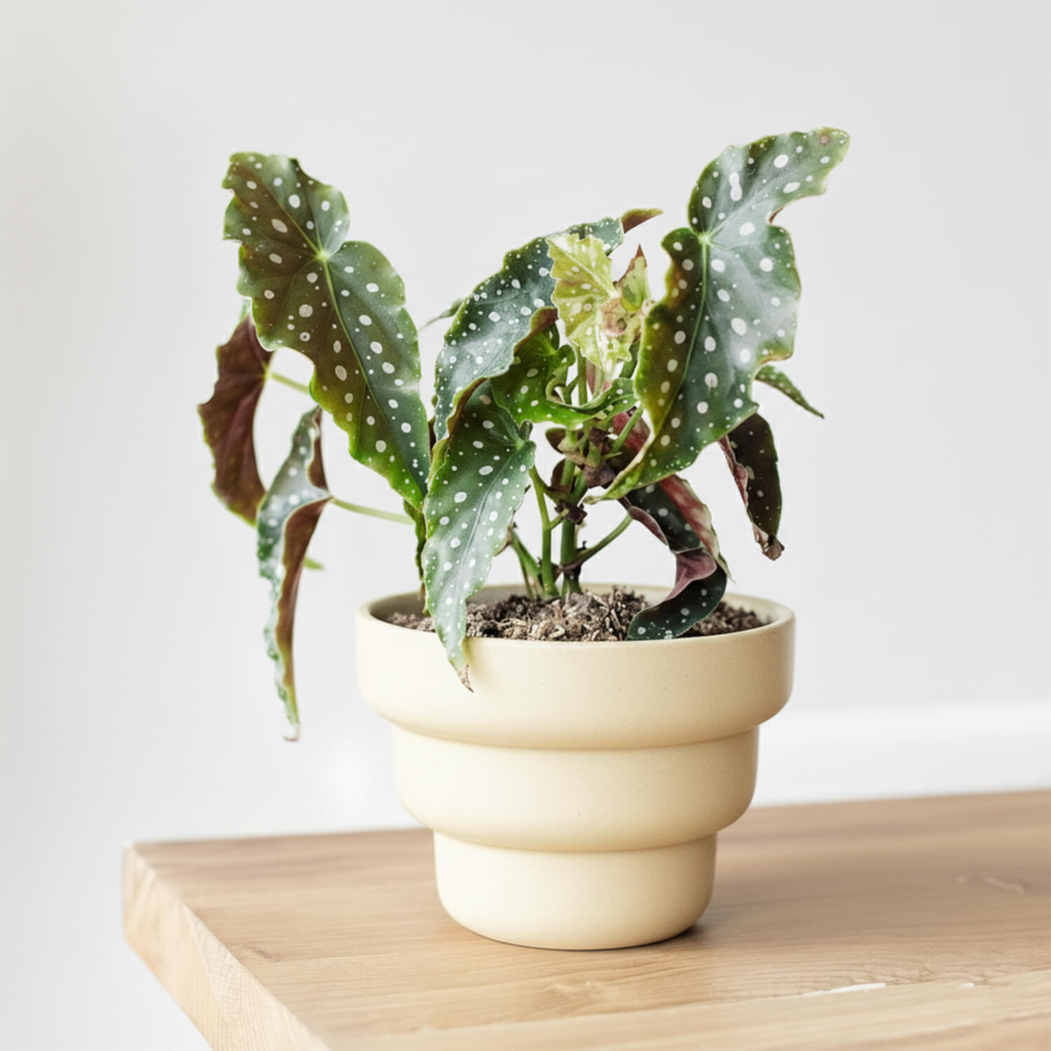 Maceta Panal – Mantequilla