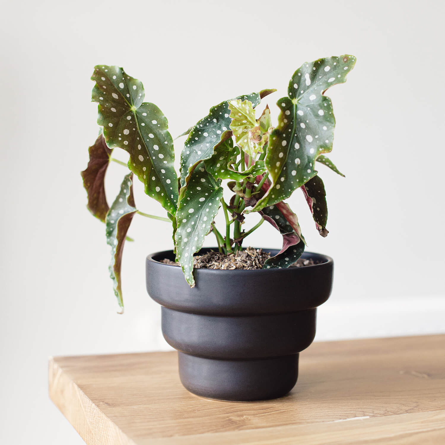 Maceta Panal – Negro mate