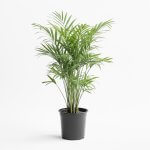 Chamaedorea Elegans – L