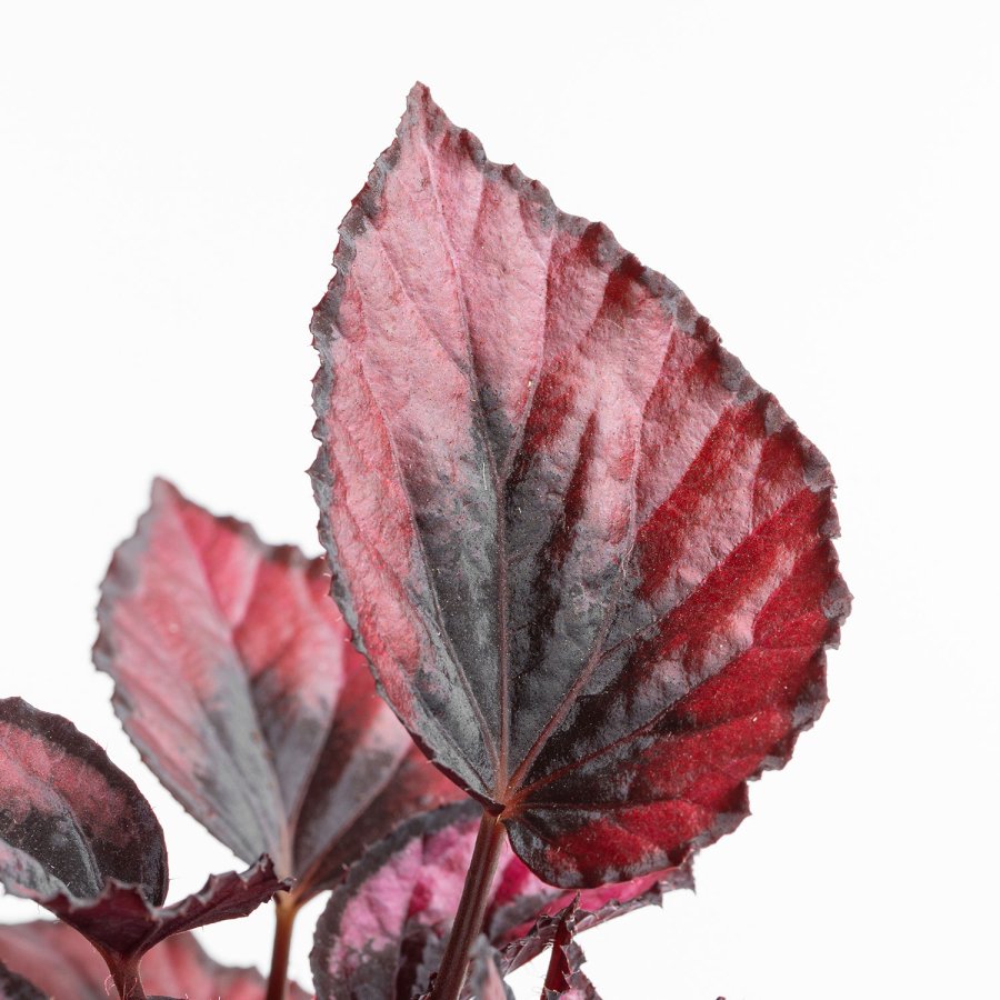 Begonia Red Kiss, en primer plano