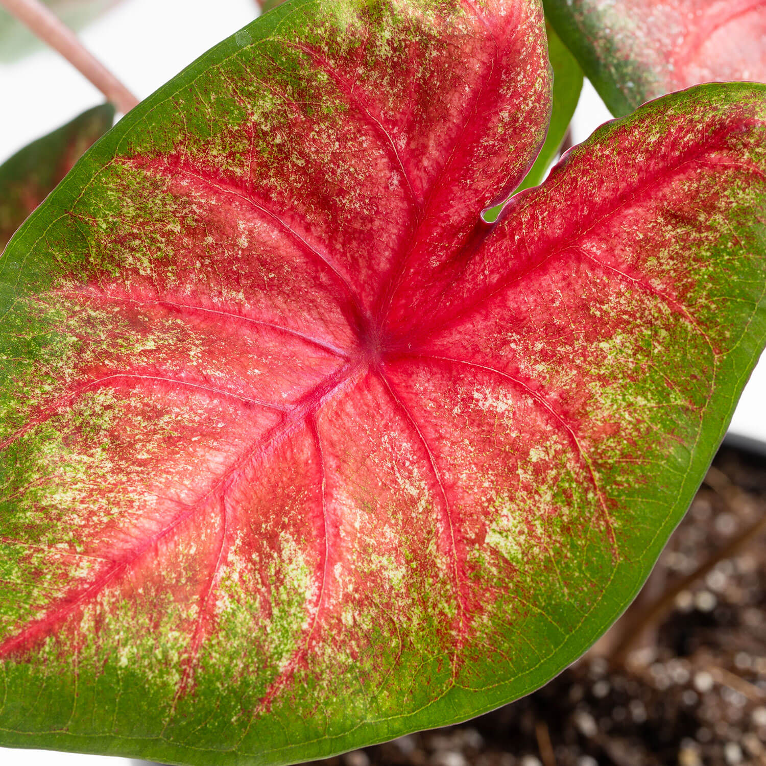 Caladium Heart
