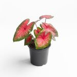 Caladium Heart