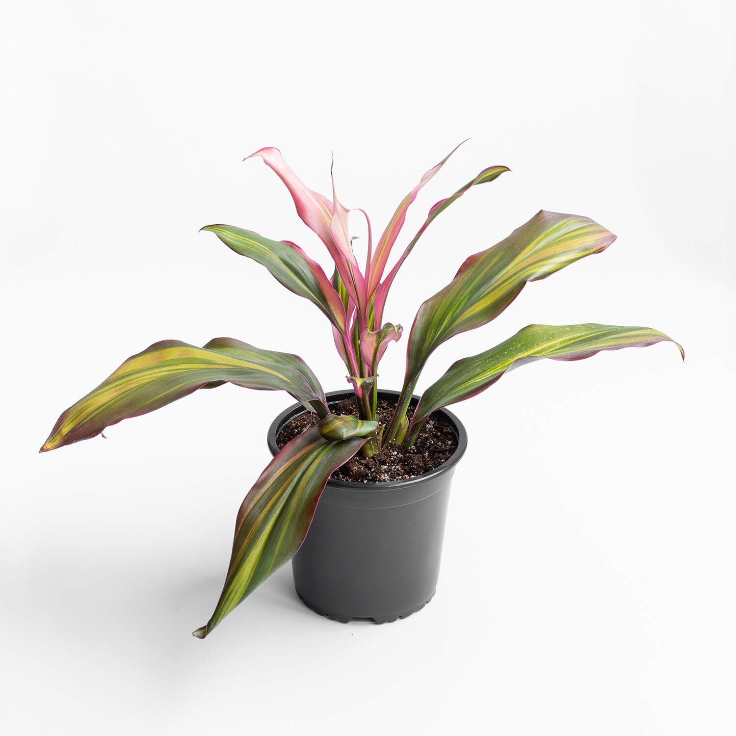 dracena-kiwi-002