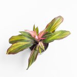 Dracena Kiwi