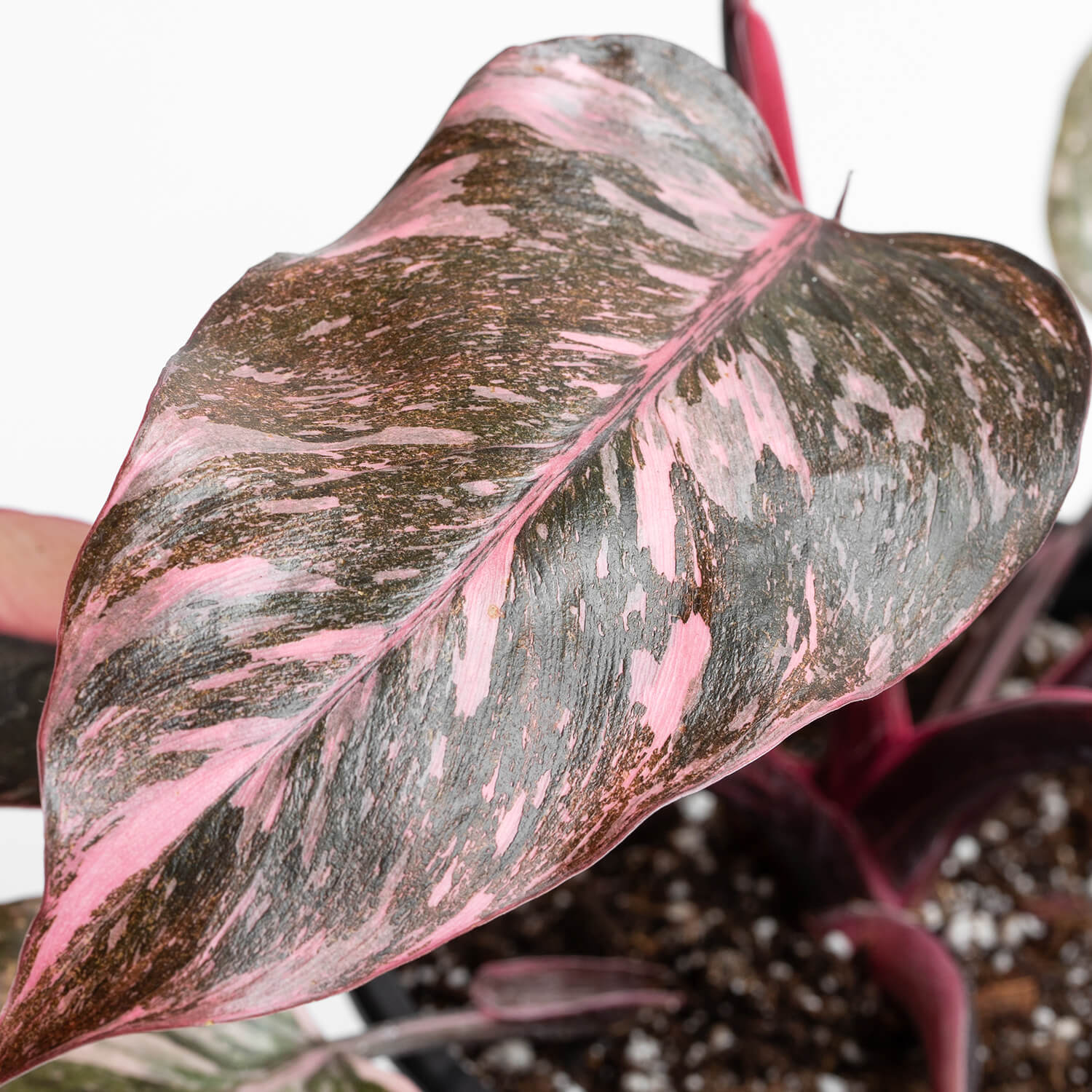 filodendro-pink-princess-galaxy-l-001