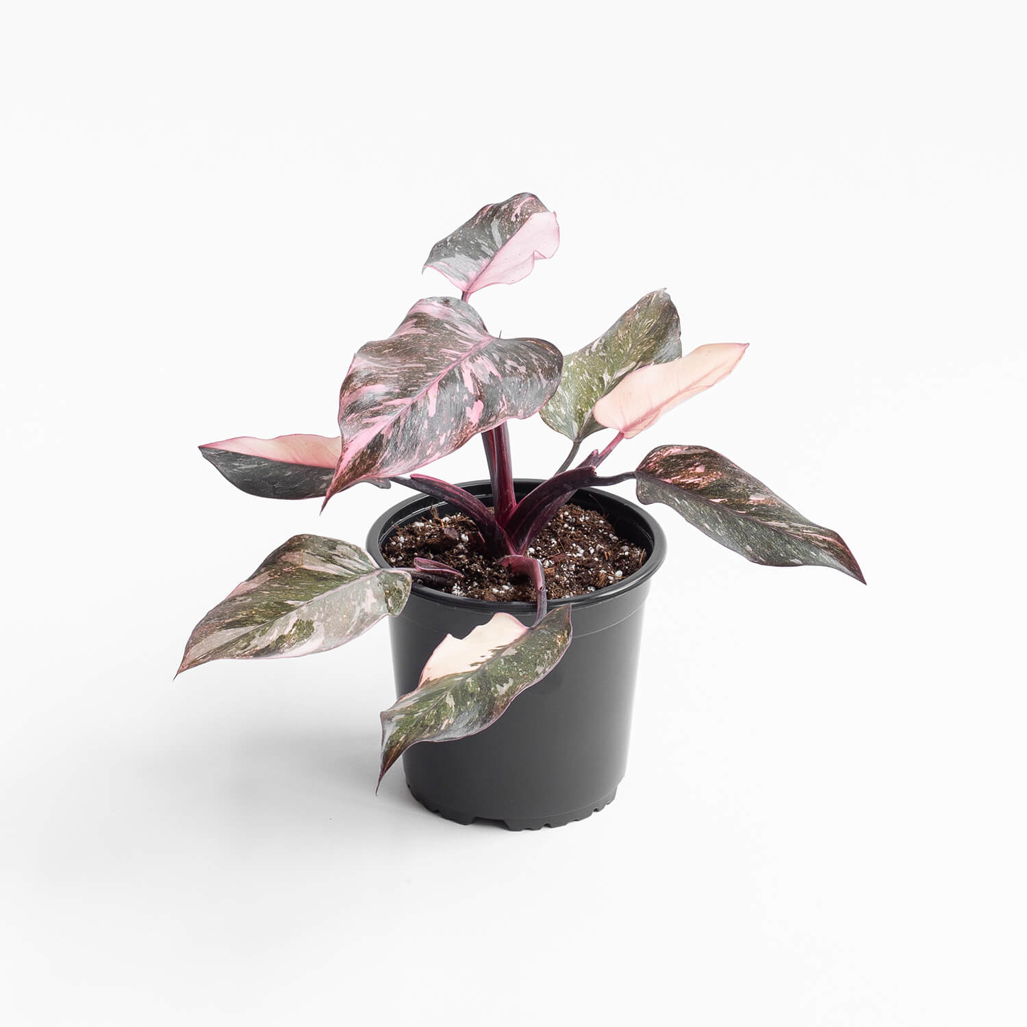 Filodendro Pink Princess Galaxy – L