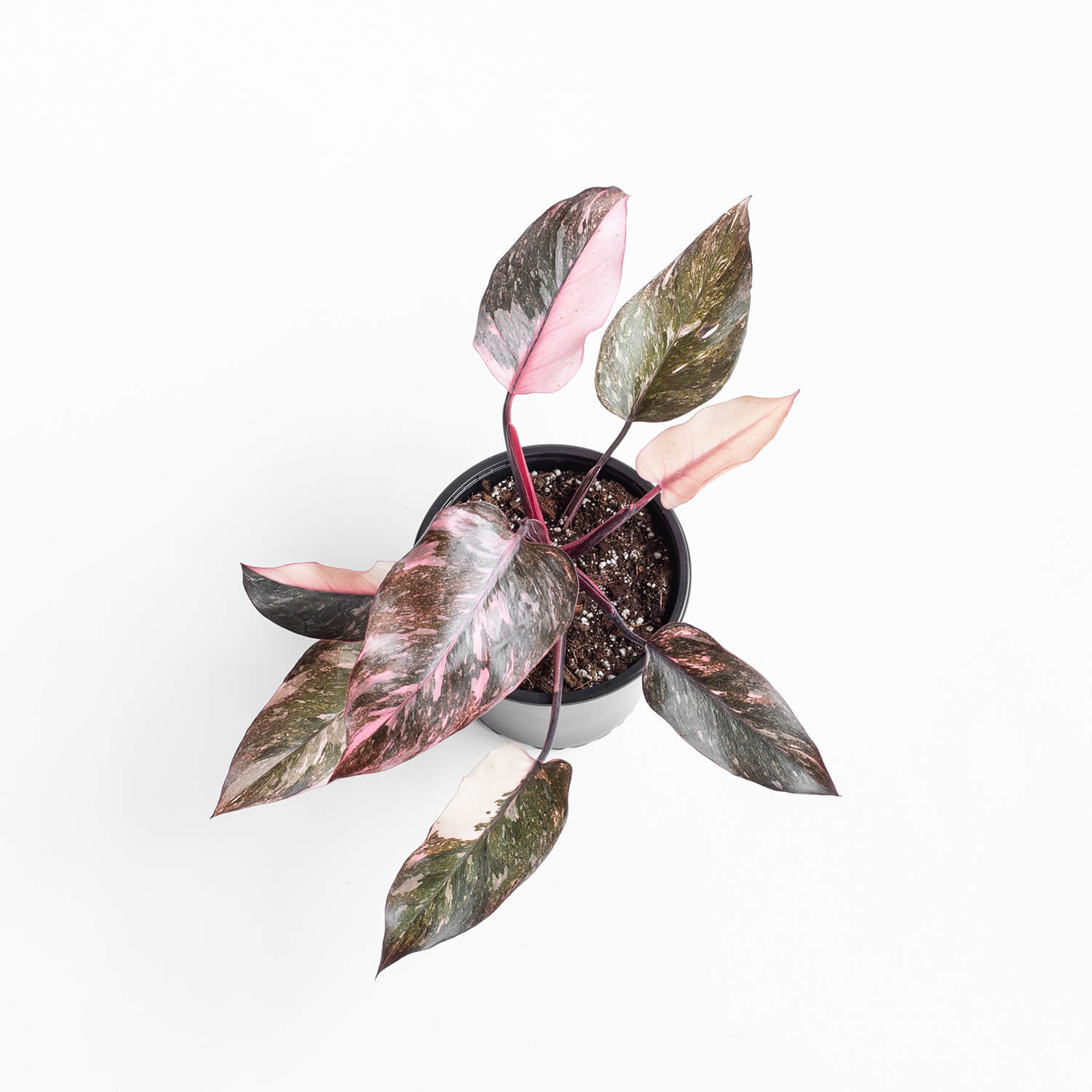 Filodendro Pink Princess Galaxy – L