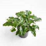 Filodendro Xanadu – L