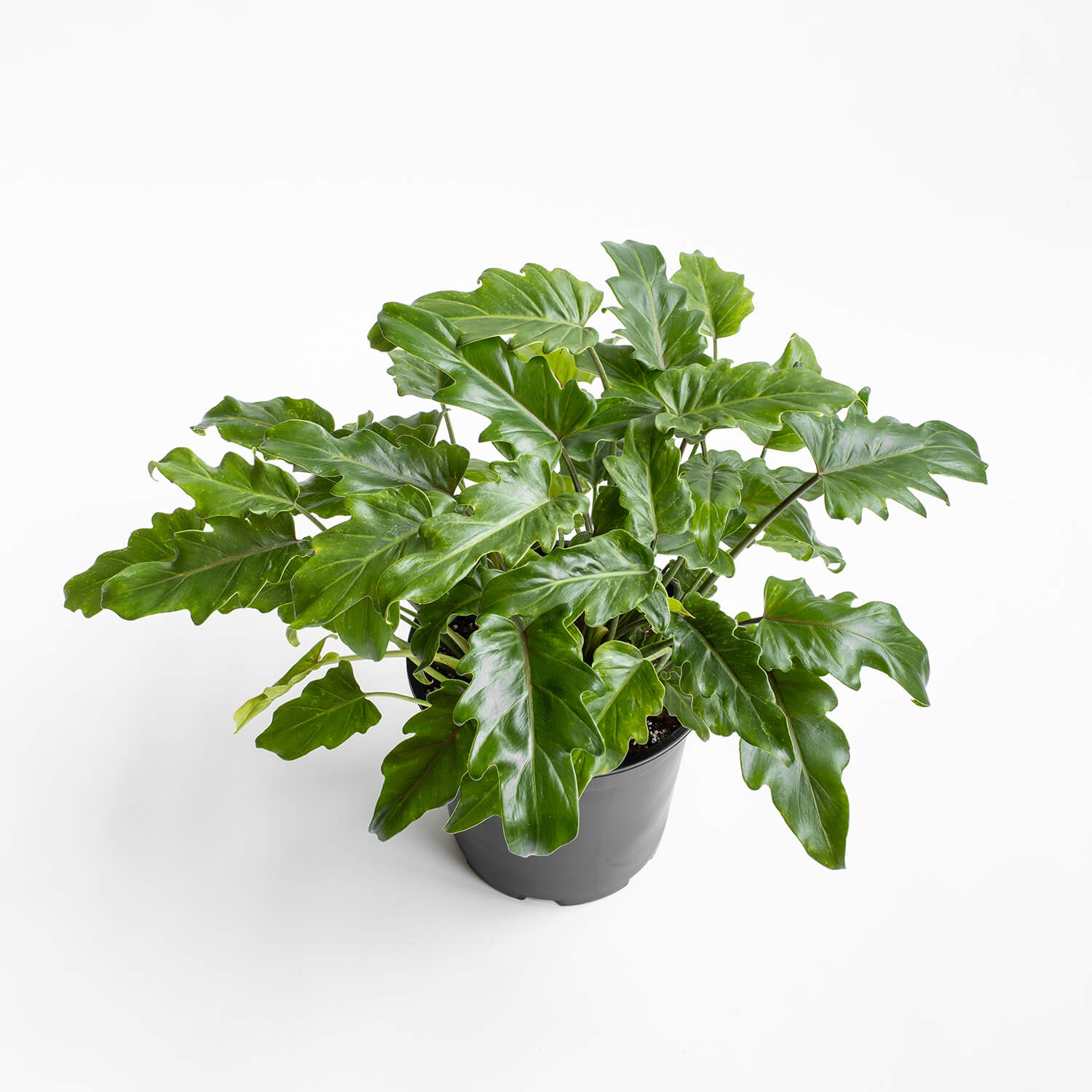 Filodendro Xanadu – L