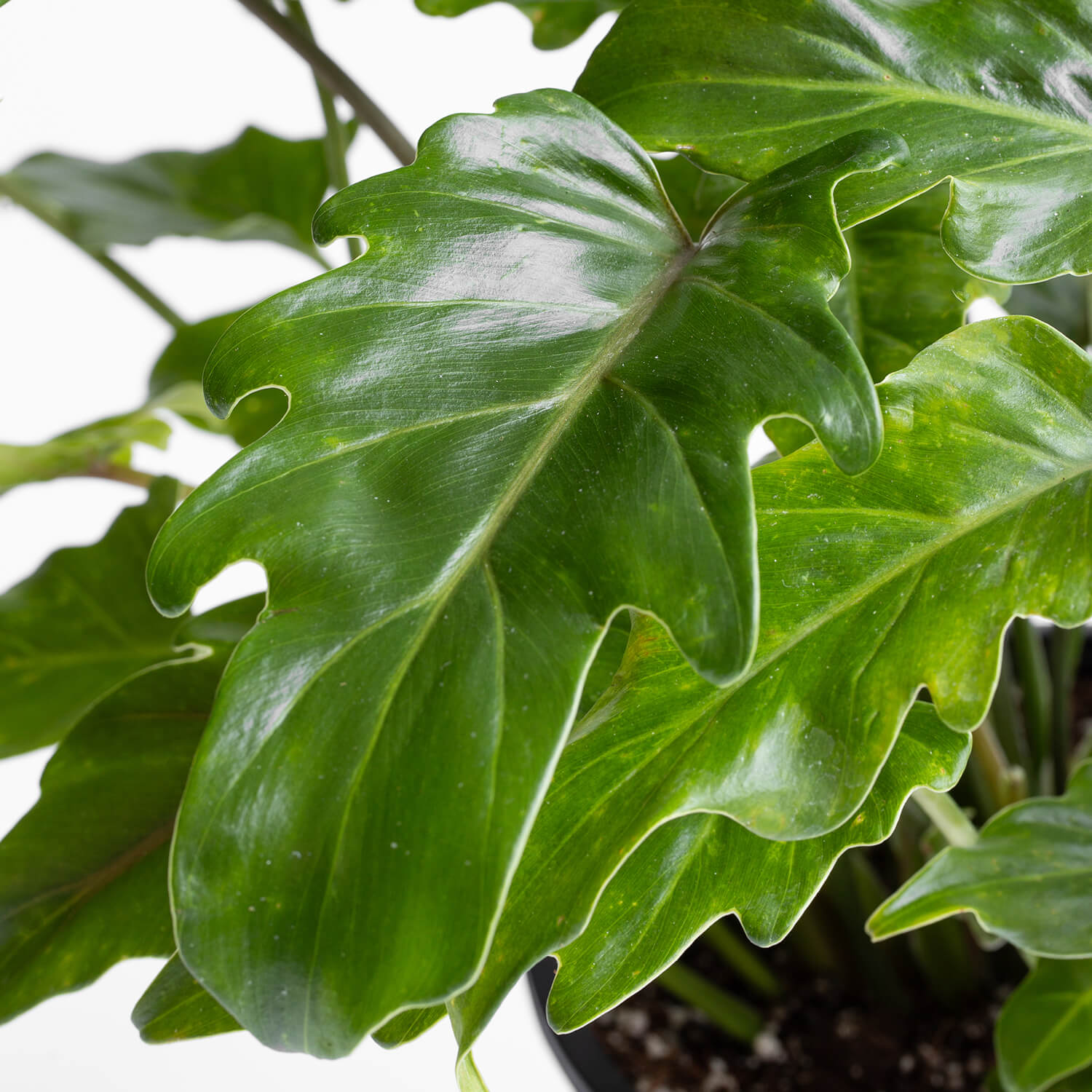 Filodendro Xanadu – L