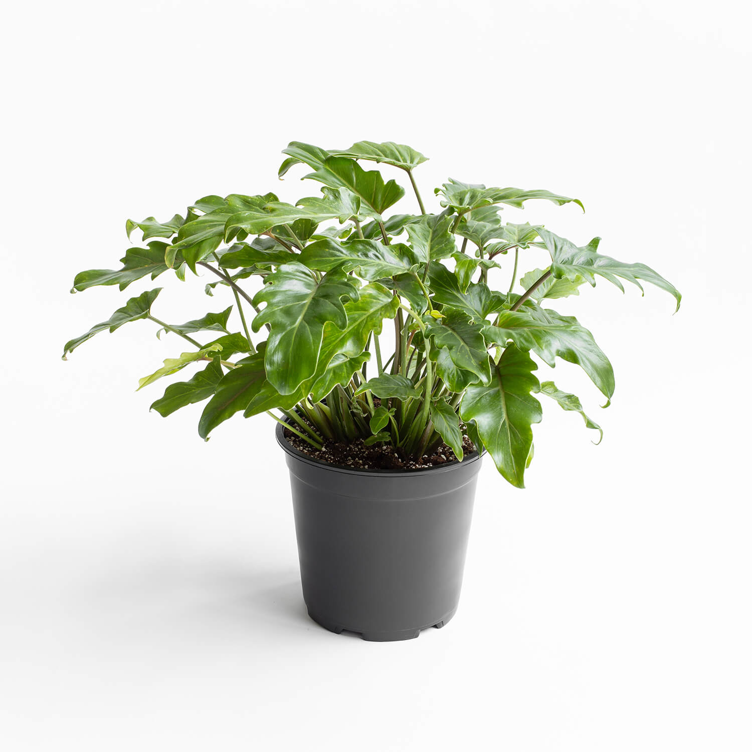 filodendro-xanadu-l-003