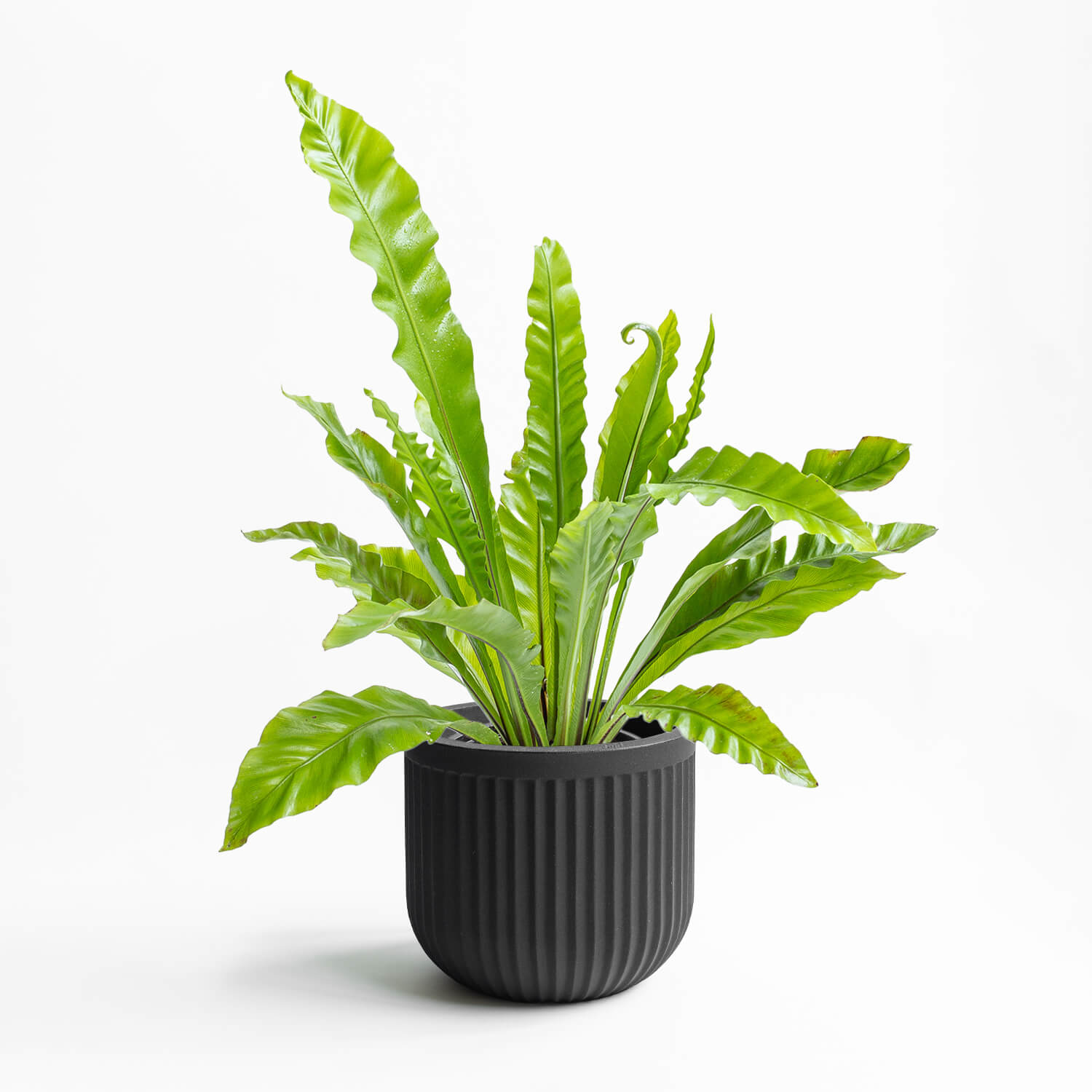 Maceta Ribb Negro 35x31cm