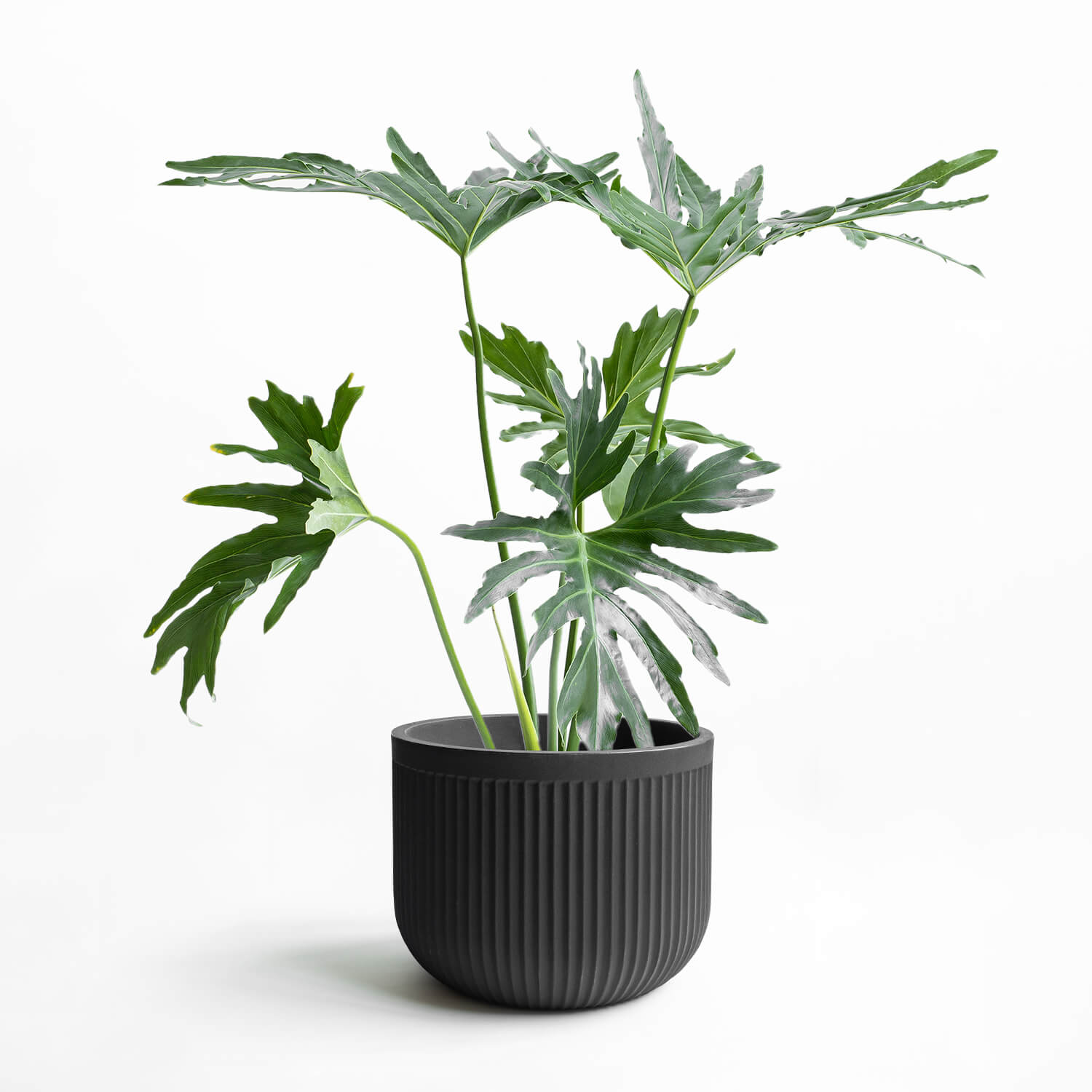 Maceta Ribb Negro 55x42cm