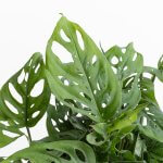 Monstera Adansonii Friedrichsthalii - L