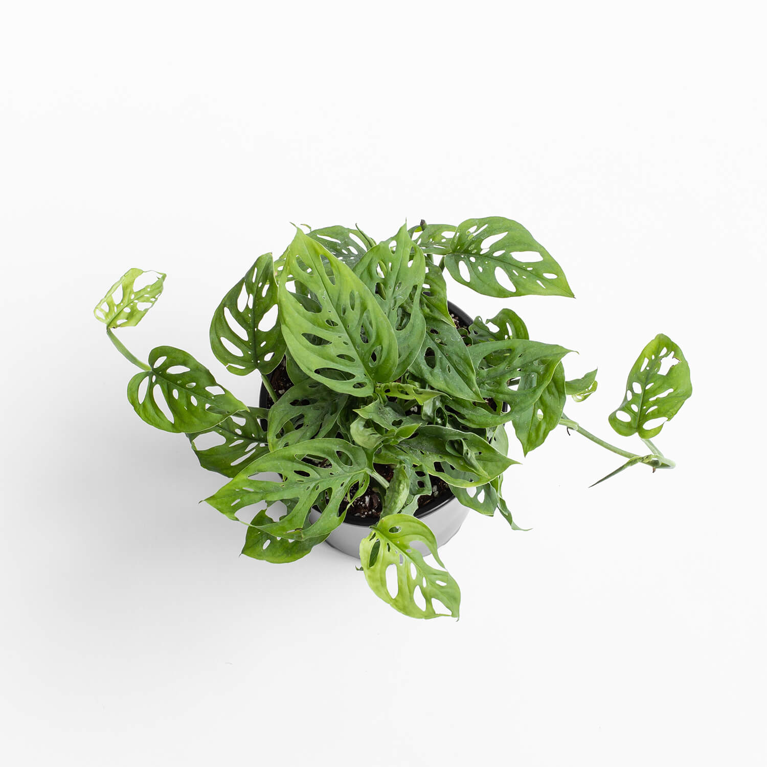 Monstera Adansonii Friedrichsthalii – L