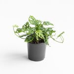 Monstera Adansonii Friedrichsthalii – L