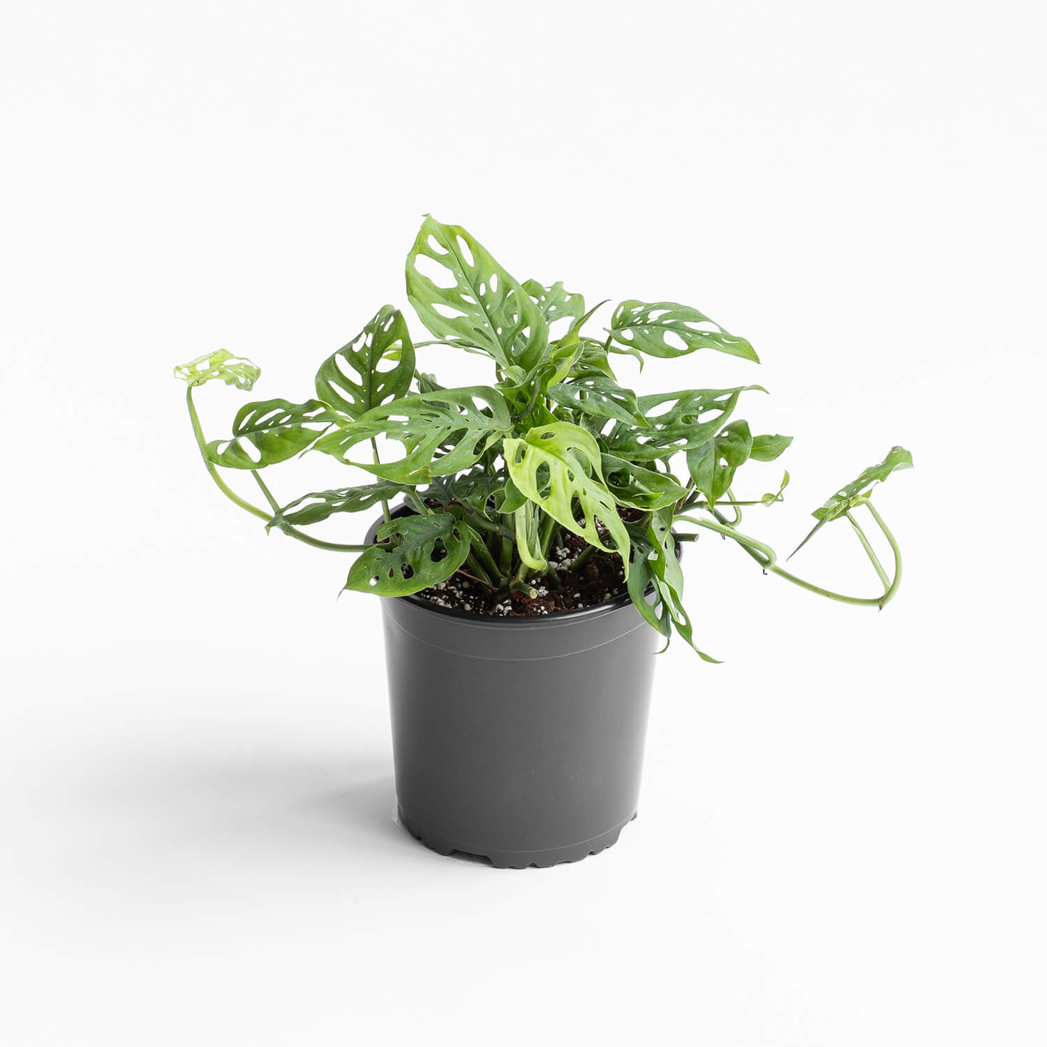 Monstera Adansonii Friedrichsthalii – L