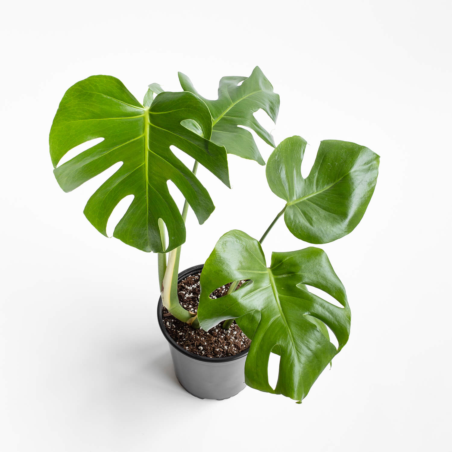monstera-tauerii-003