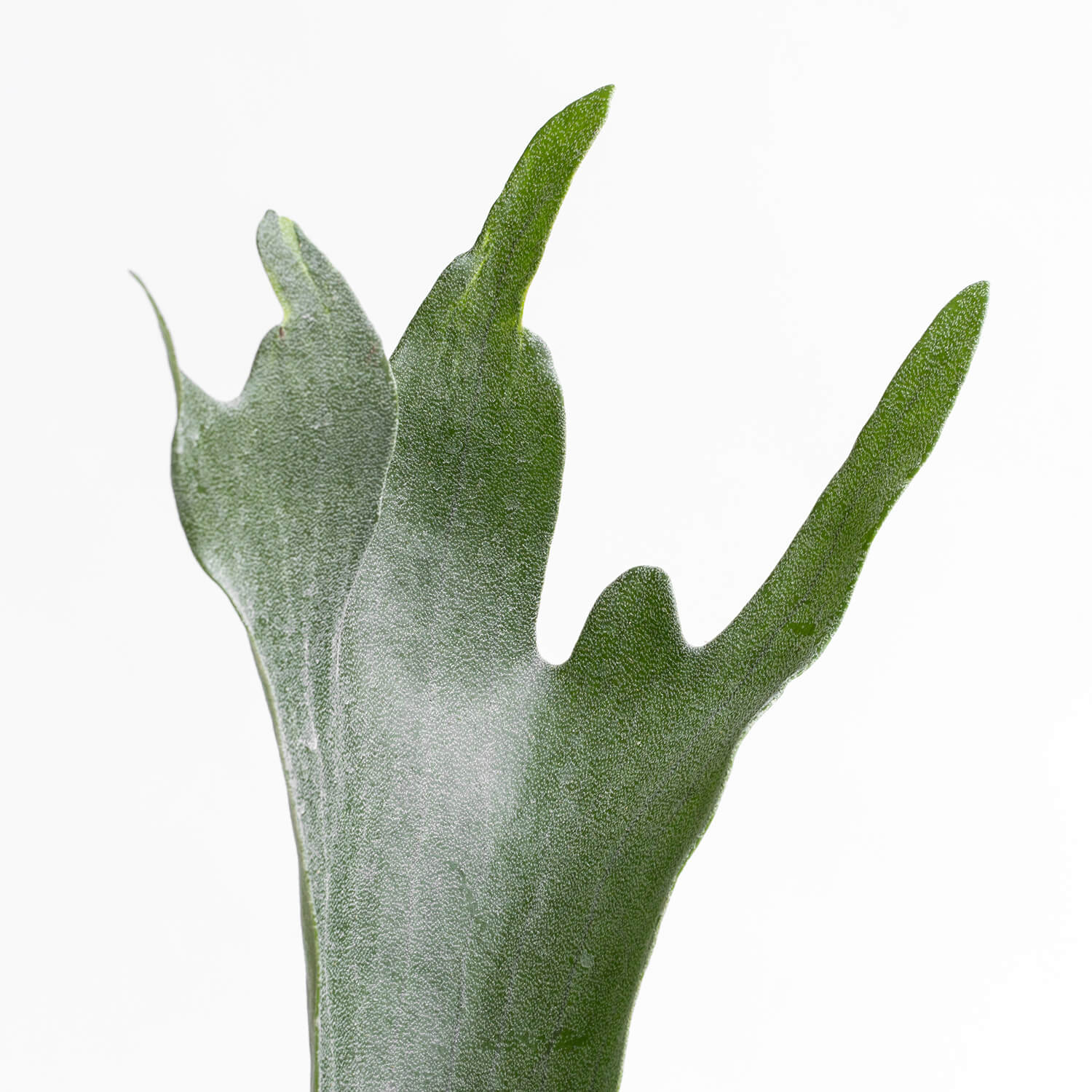 platycerium-bifurcatum-cuerno-de-alce-l-004