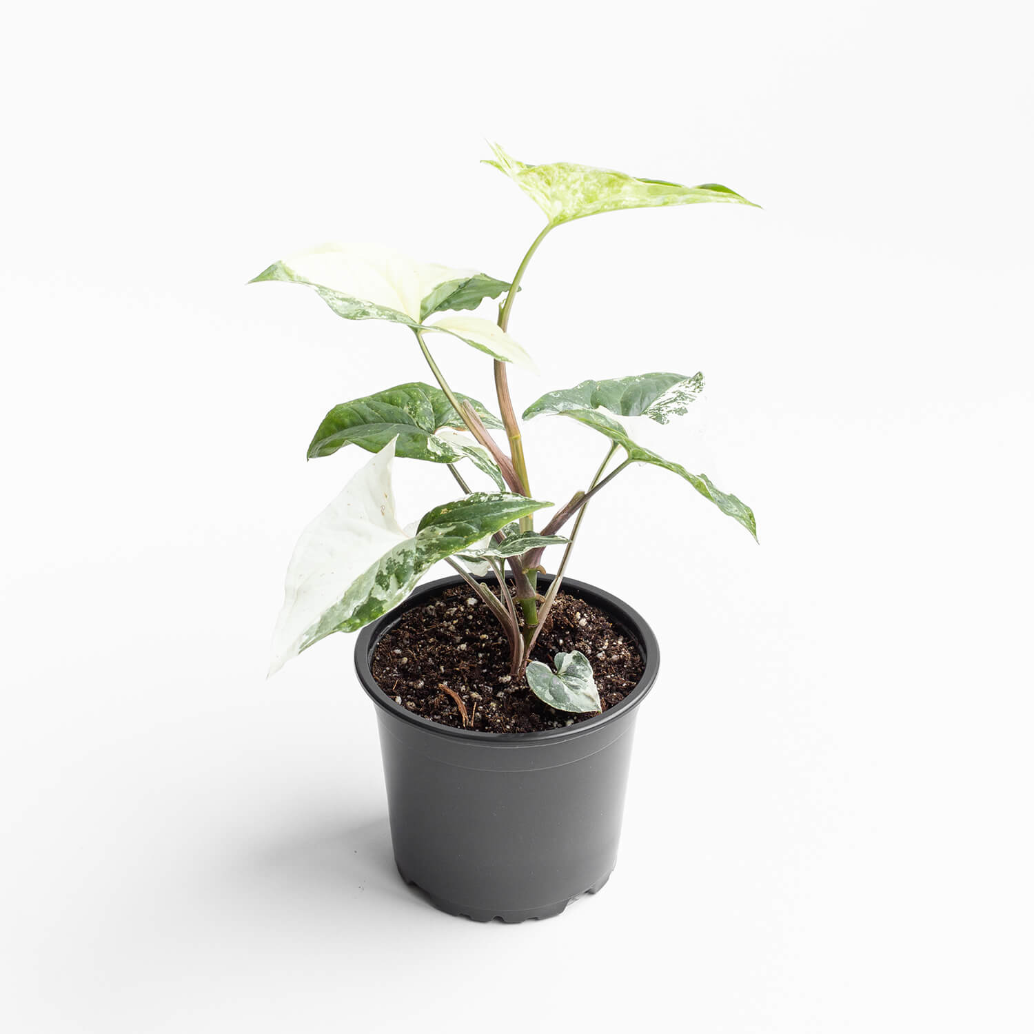 singonio-variegado-001