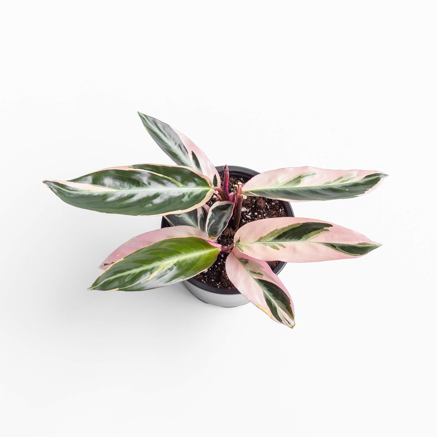 Stromanthe Sanguinea Triostar – S