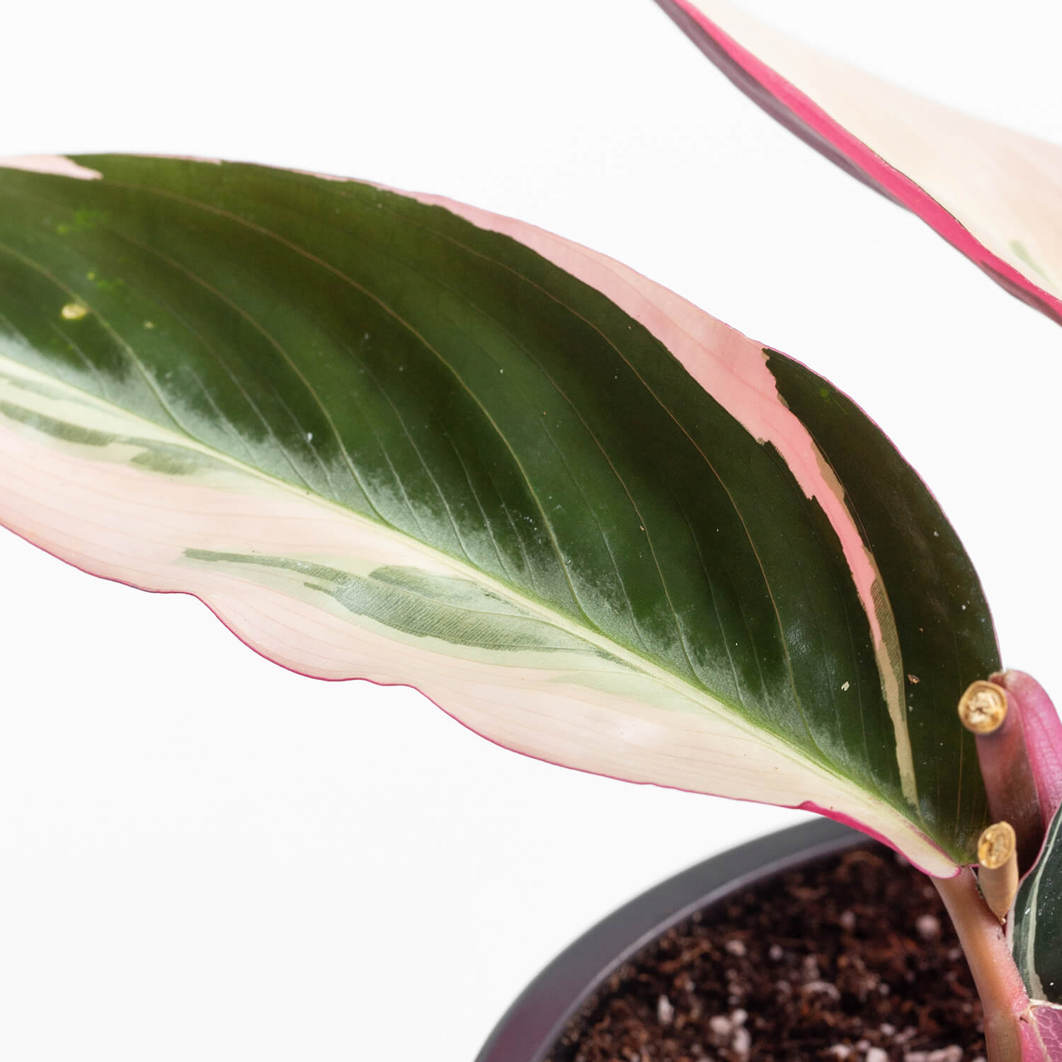 stromanthe-sanguinea-triostar-s-002