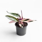 Stromanthe Sanguinea Triostar – S