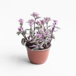 Tradescantia Nanouk – L