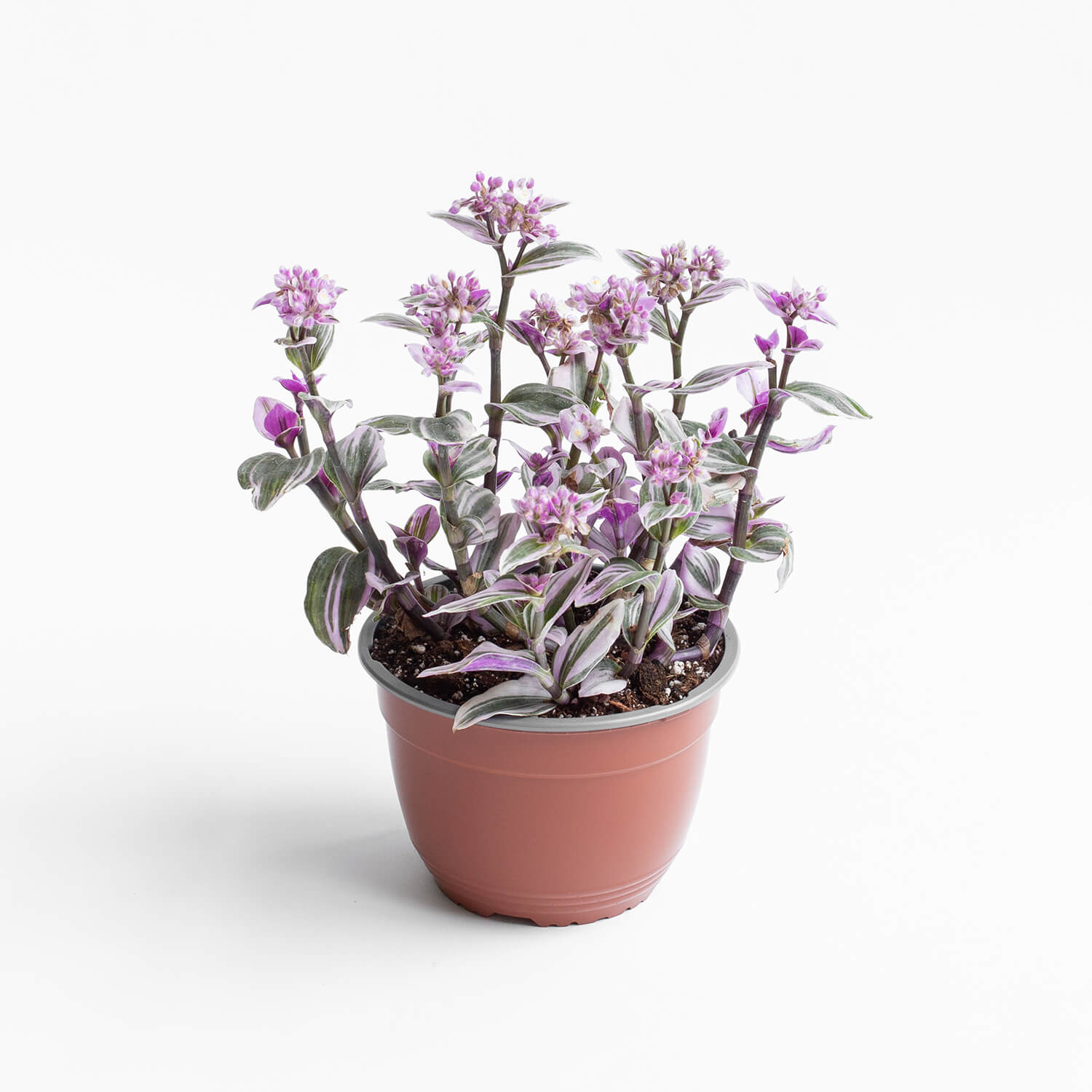 Tradescantia Nanouk – L