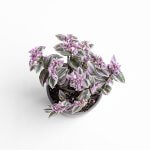 Tradescantia Nanouk - L