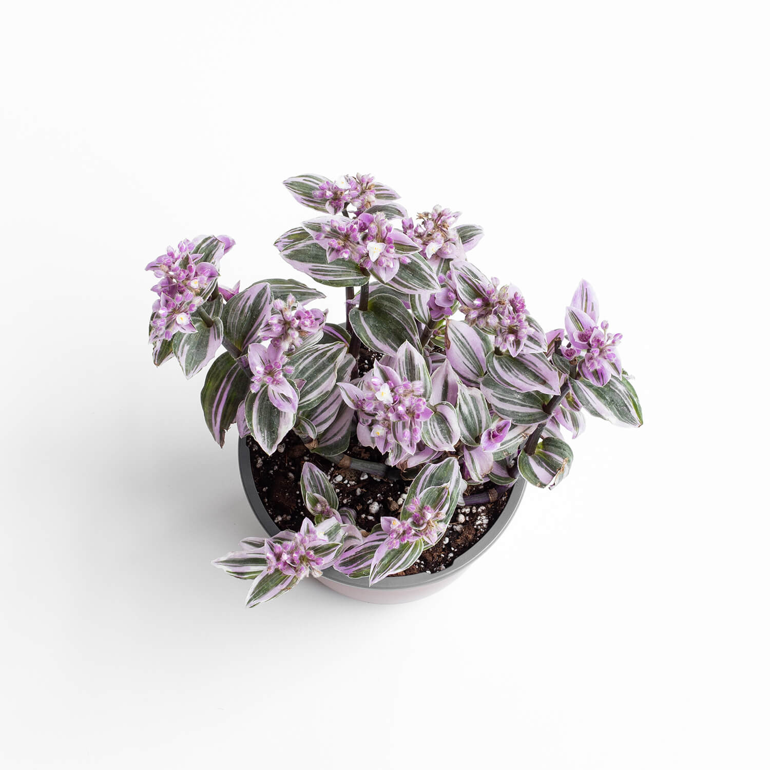 tradescantia-nanouk-pink-l-002
