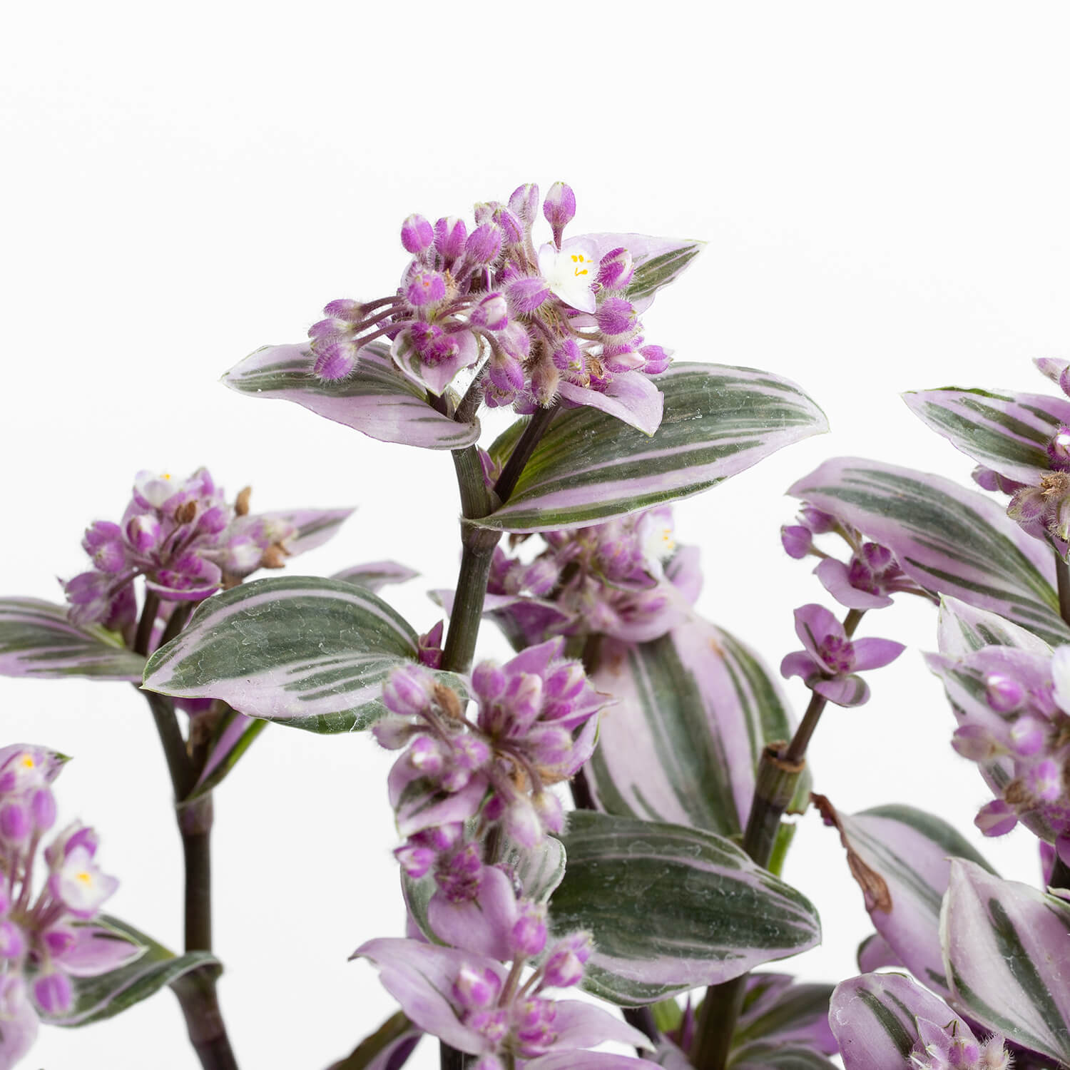 Tradescantia Nanouk – L