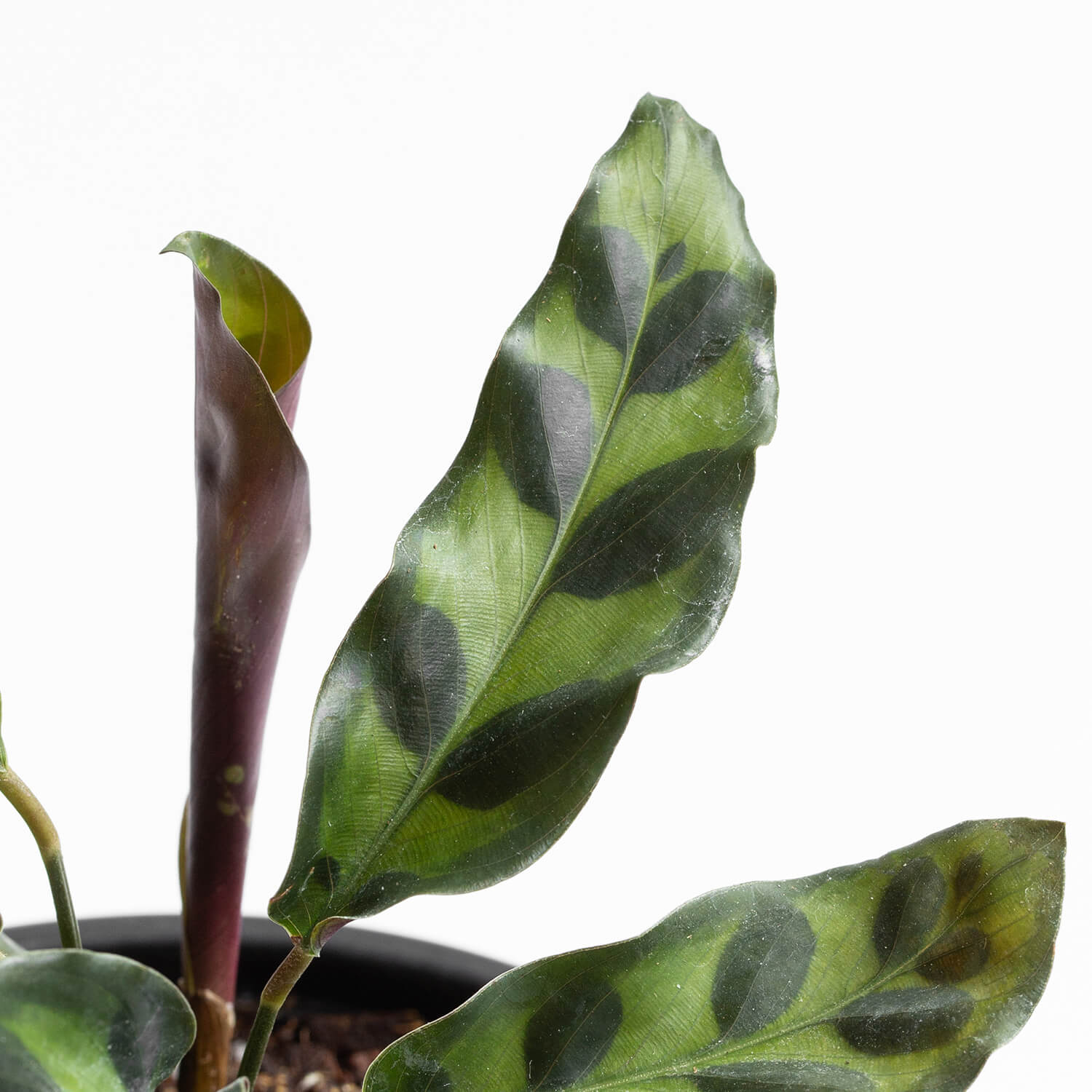calathea-insignis-s-001