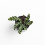 Calathea Insignis – S