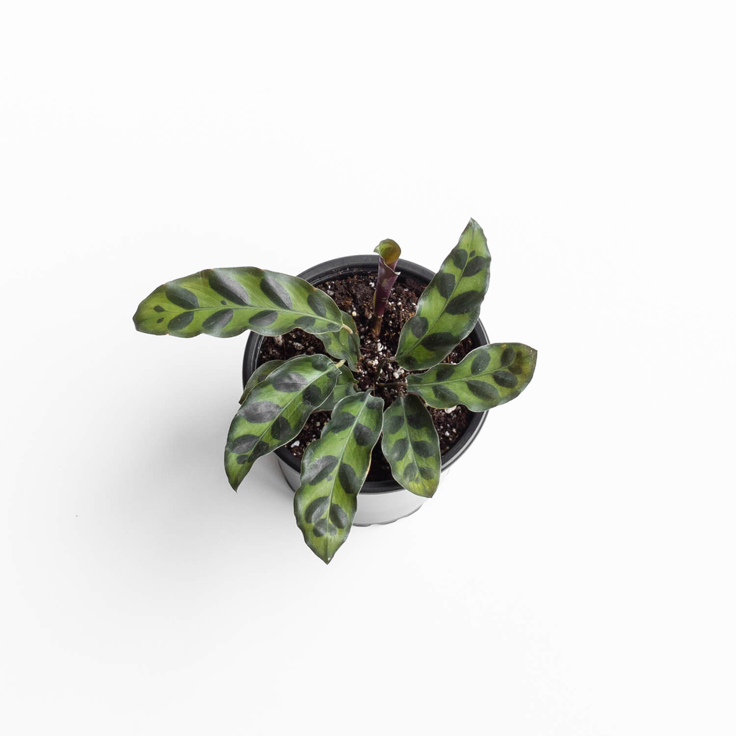 Calathea Insignis – S