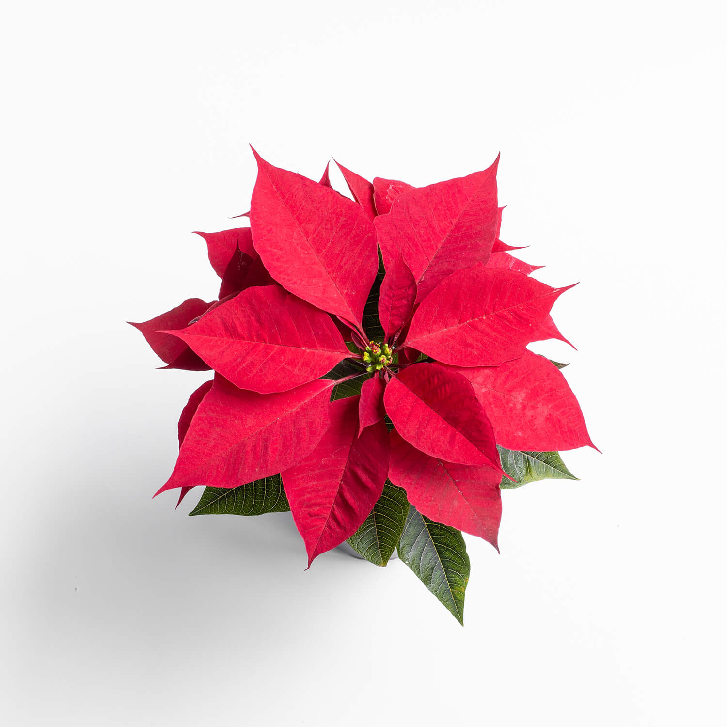 corona-del-inca-flor-de-pascua-001