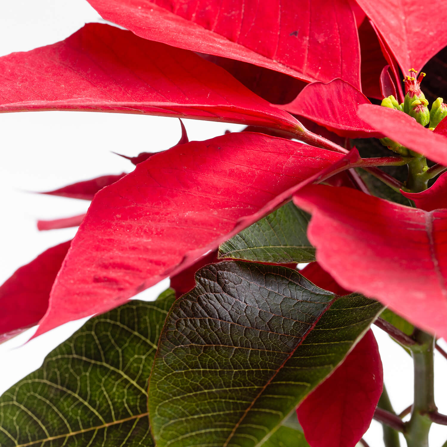 Poinsettia (Corona del Inca – Flor de Pascua)