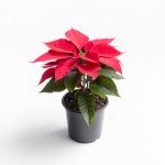 Poinsettia (Corona del Inca – Flor de Pascua)
